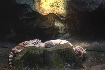 睡眠白老虎图片