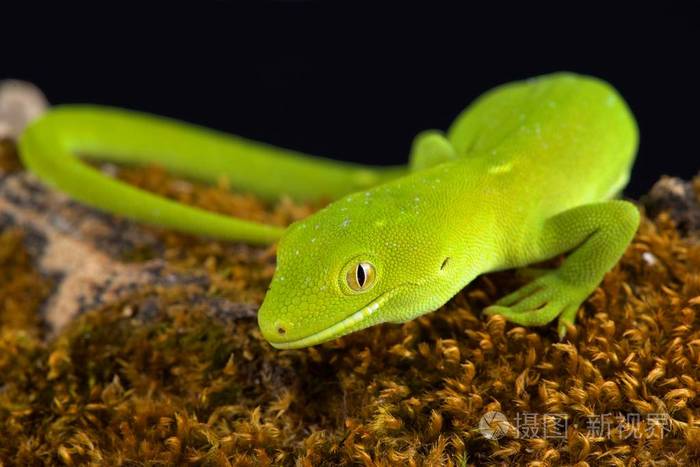 威灵顿绿壁虎(纳尔蒂纳斯)