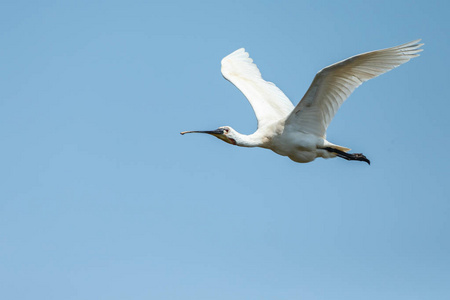 琵 Platalea leucorodia 鸟飞向蓝天