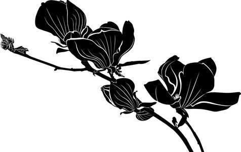 一支盛开的白玉兰照片