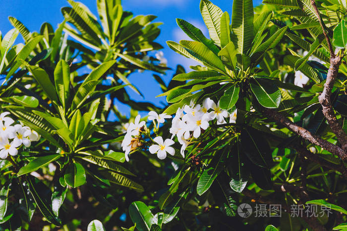 夏季澳大利亚昆士兰美丽亚热带花式植物的特写镜头