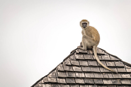 黑脸猴子环顾四周, 从瓷砖屋顶