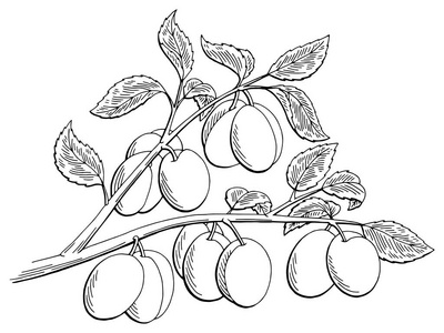 李子图形树黑白色孤立的素描图矢量李子树矢量插图.