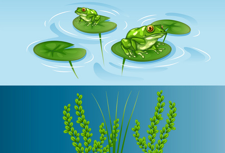青蛙在水百合和水下场景