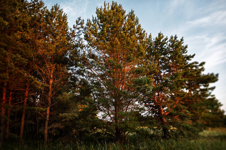 柔和的焦点在波罗的海沿岸的松树在黄昏的光线下的图像。古典波罗的海海滩风景。狂放的自然