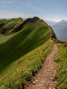 美丽的徒步小径沿着一座山在阳光明媚的夏日与奶牛, 山脊步行 hohenweg brienzer rothorn