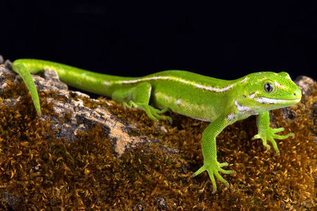 宝石壁虎 Naultinus gemmeus 是新西兰南岛的原产物种。它仅被发现在南海岛的东南部, 更加确切地在坎特伯雷和奥