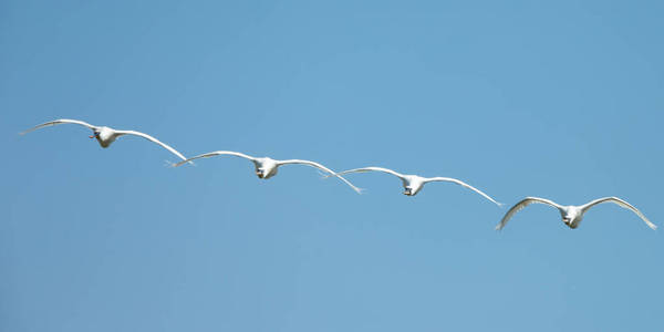 琵 Platalea leucorodia 鸟飞向蓝天