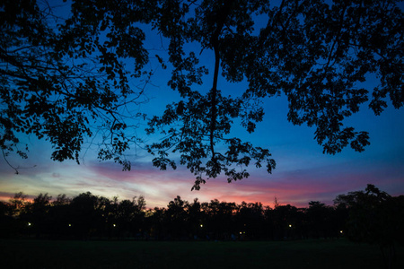 公园日落, 夏日公园剪影树