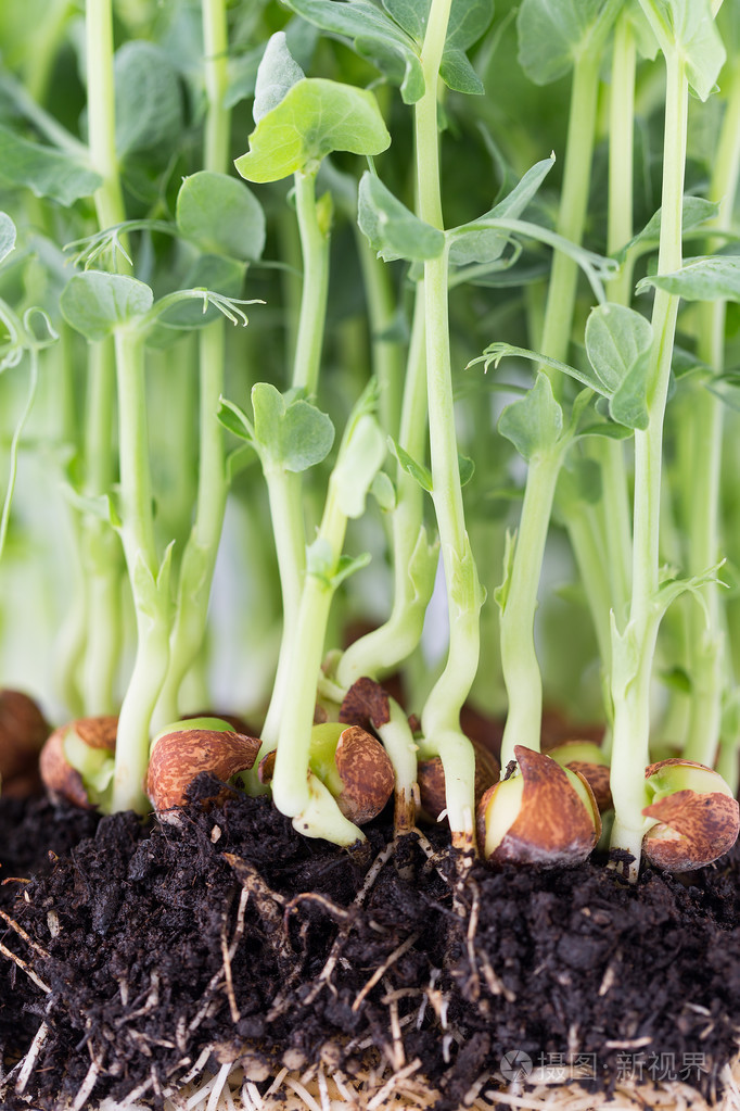 有机豌豆苗在白色背景