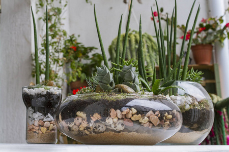 Terrariums 用多汁植物和玻璃盆制成