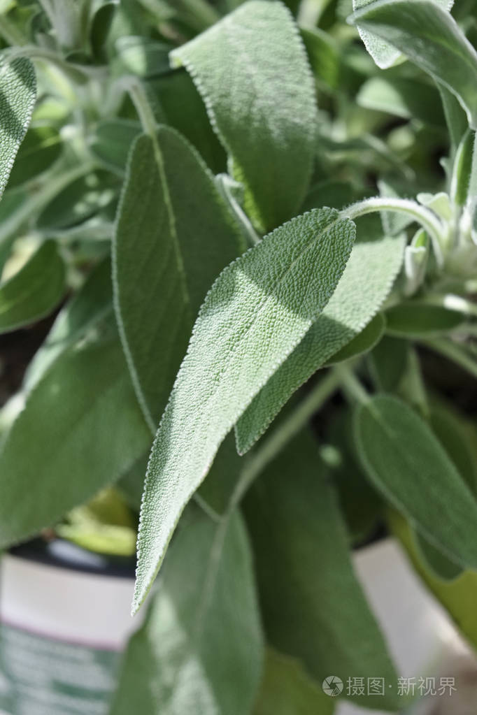 鼠尾草植物的叶子