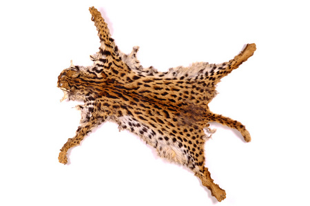 中药红柜子纹理细节兽皮或毛皮亚洲的黄金猫或红腹猫照片