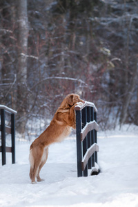 新斯科舍省鸭寻回犬品种的狗在树林里自然，冬季