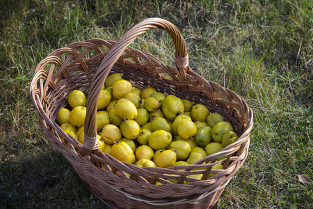 成熟熟女日本日本木瓜 木瓜粳稻成熟的果实是在照片