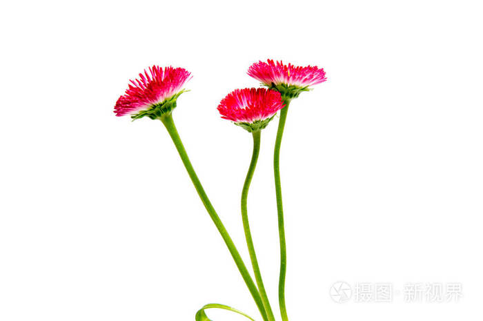 多彩的紫苑花孤立在白色背景上照片 正版商用图片0rapjb 摄图新视界