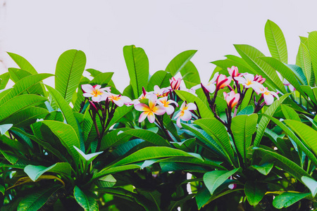 夏季澳大利亚昆士兰美丽亚热带花式植物的特写镜头