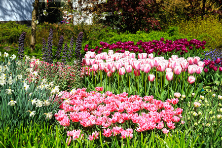 荷兰花卉库肯霍夫公园春天的彩色郁金香