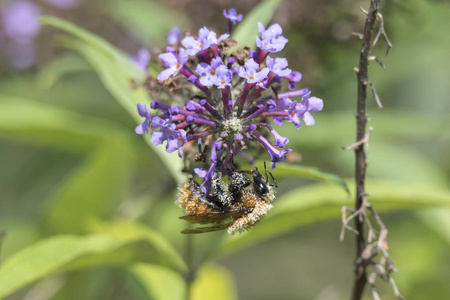 蜜蜂在 buddleia 盛开