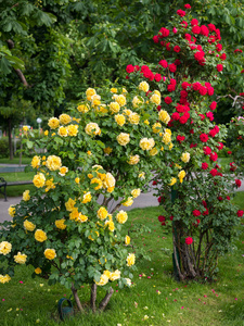 公园里有许多花的黄红玫瑰花丛