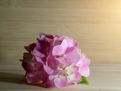 用光把粉红色的绣球花放在木质背景上