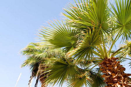 棕榈树对天空, 风景