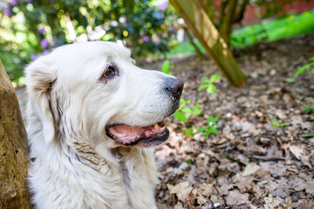 白色波兰 Tatra 牧羊犬肖像在自然