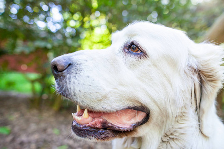 白色波兰 Tatra 牧羊犬肖像在自然