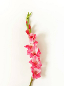 Gladioluses 在白色背景上。剑兰的图案, 节日贺卡。平躺, 顶部视图。花卉背景。框架的花朵。复制空间