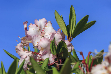 粉红色杜鹃, 杜鹃 ferrugineum, 在俄勒冈州明亮的蓝天