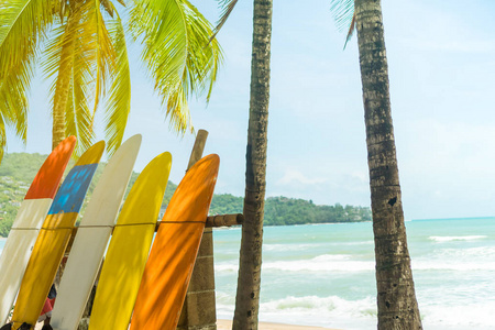 许多冲浪板在椰子树旁边在夏天海滩与太阳光和蓝天背景