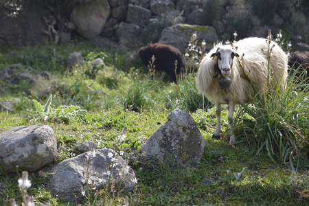 羊在草地在春天