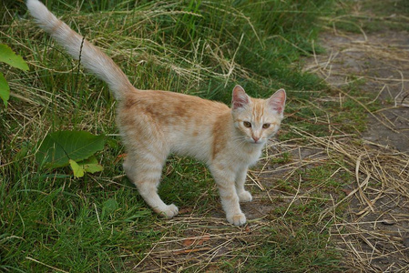 小红猫站在绿草上