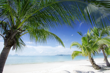 漂亮的热带海滩与一些棕榈树的视图