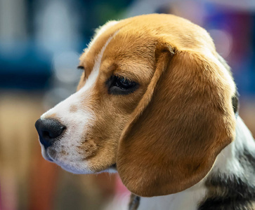 肖像可爱的脸猎犬狗。在模糊背景上隔离