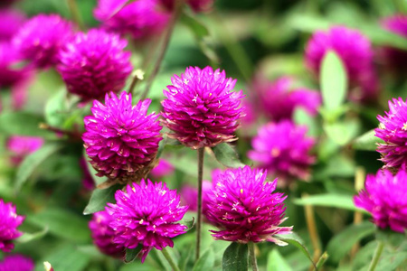 粉红色单身汉的按钮, Pokok Butang 翁谷, 钮扣 agaga, 永恒, Gomphrena, 花园里的花朵