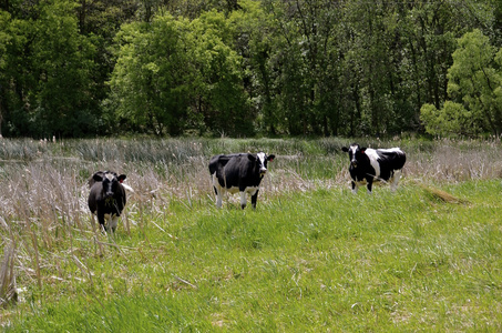 三头牛在泥沼