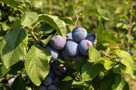 在德国西德一个美丽的夏日, 果园树枝上的新鲜成熟的蓝紫罗兰李子