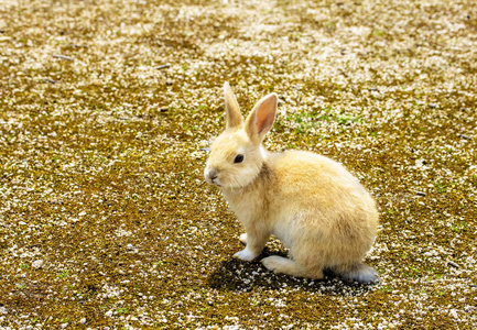 刺猬和棕色的兔子图片