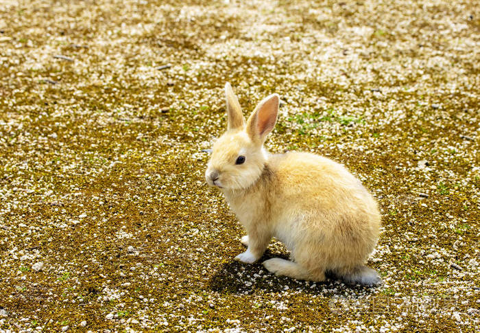 一只棕色,白色和灰色的兔子坐在地上