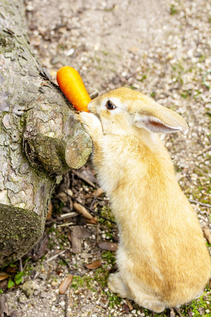 在花园里吃胡萝卜的棕色兔子兔子特写