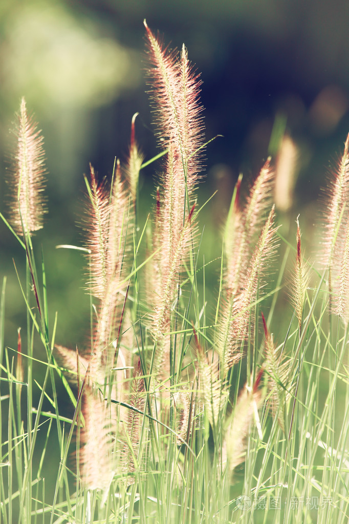 夕阳上的野草, 柔和的阳光, 温暖的色调, 透镜