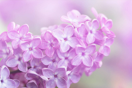 丁香紫春花，特写图像