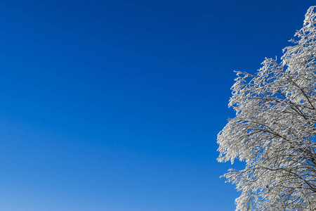 白雪覆盖的大树顶着蓝天