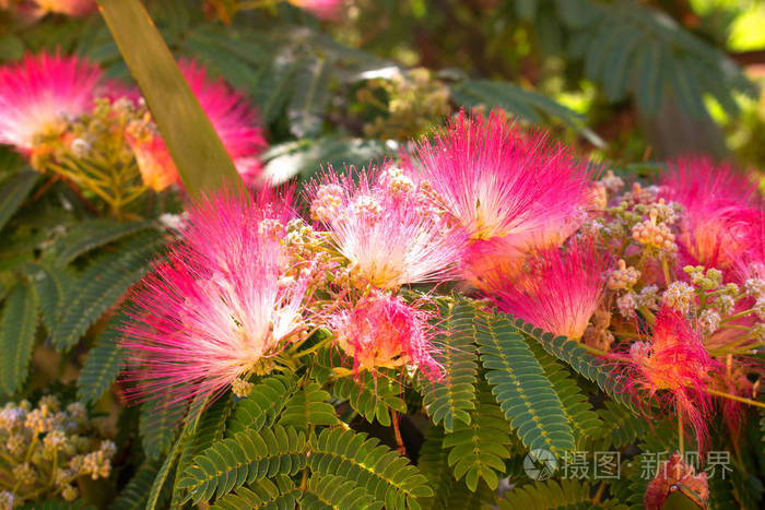 合欢花.美丽的粉红色花朵