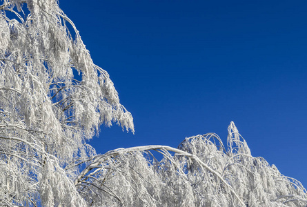 白雪覆盖的大树顶着蓝天