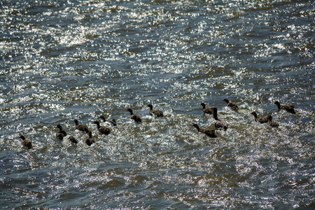 鸭和谐家庭湖图片