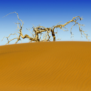 沙漠的沙丘上