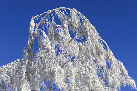 白雪覆盖的大树顶着蓝天图片