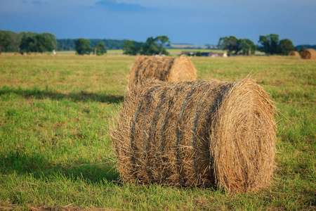 干草地平线图片